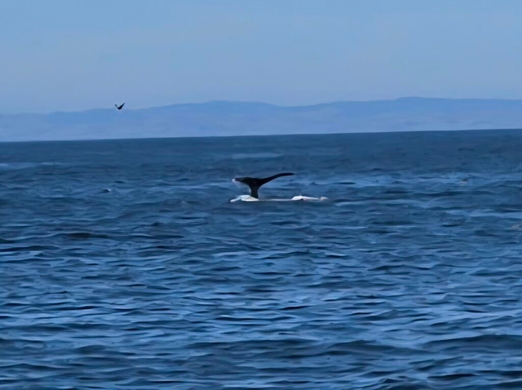 Whale tail 1