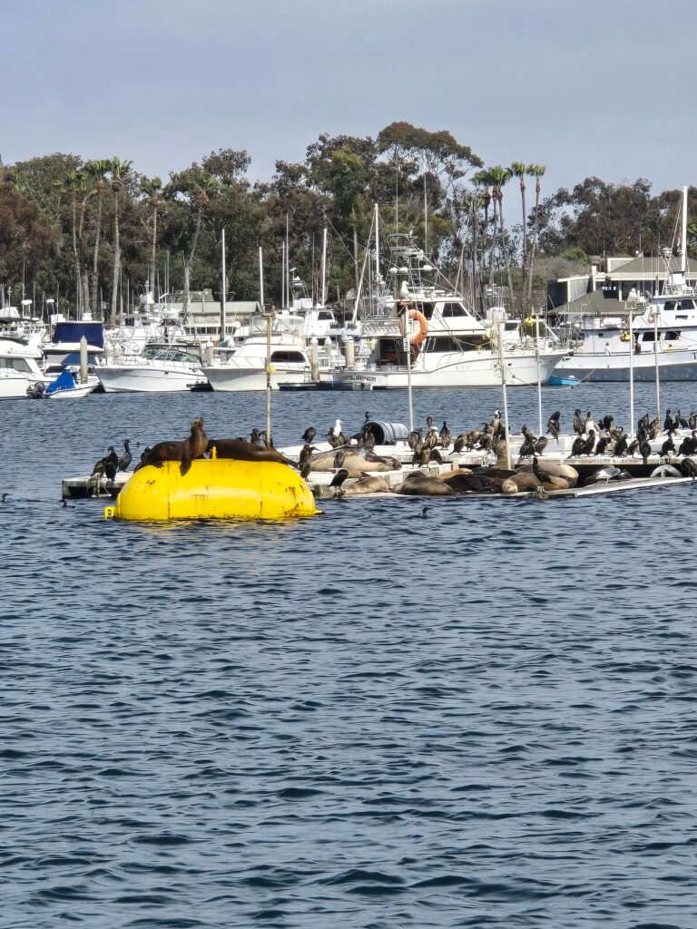 Seals Bay