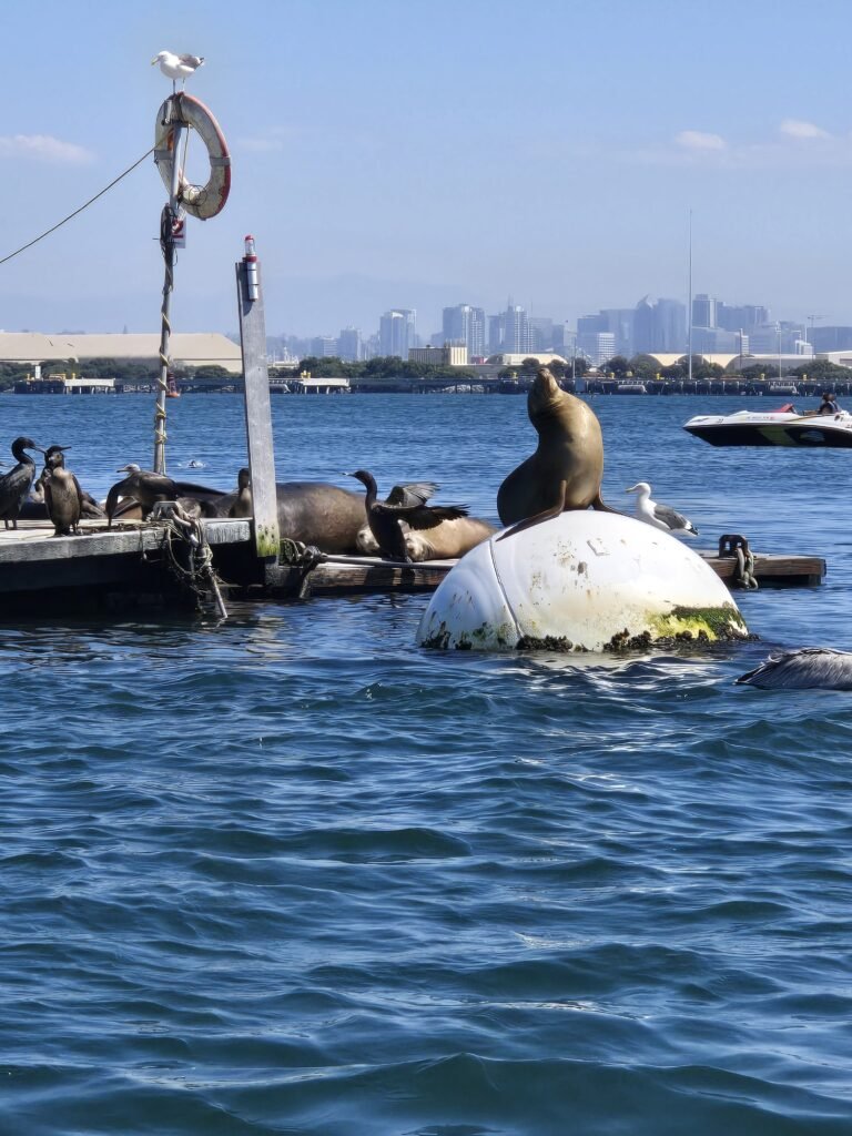 Seals White Boy