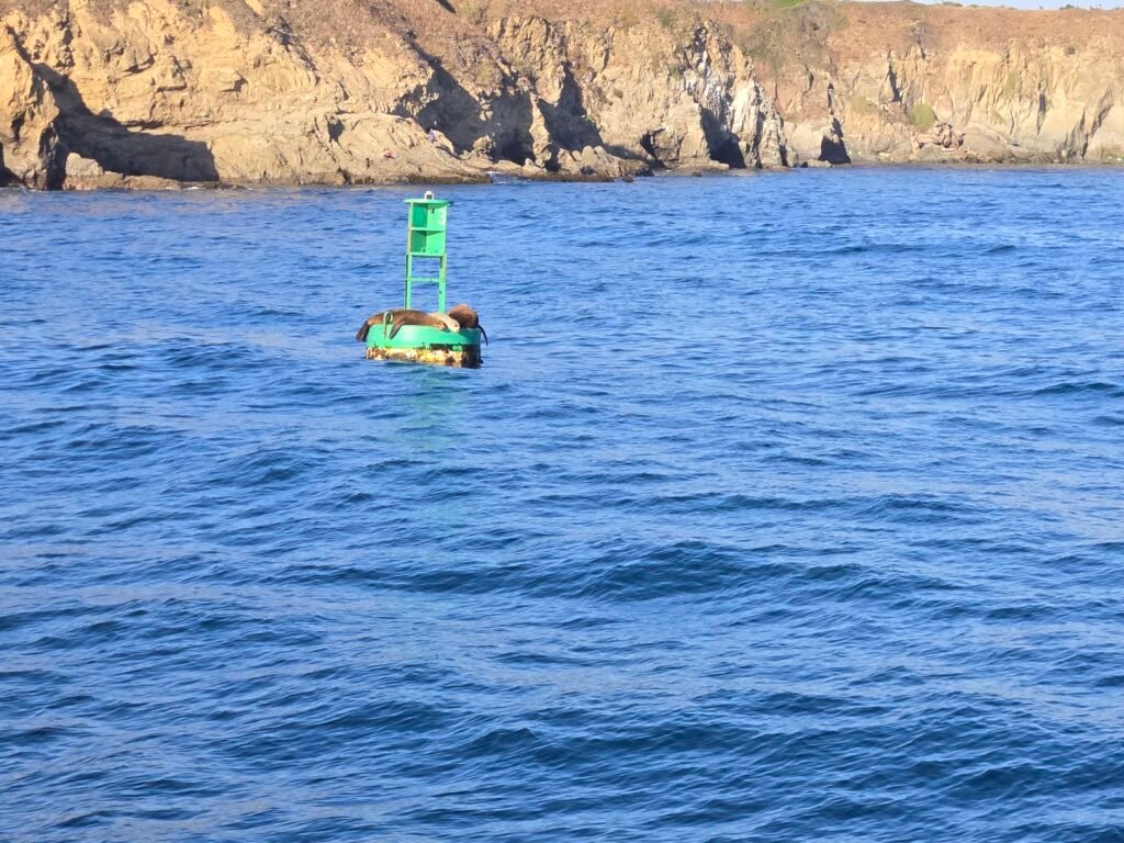 Green and sea lions