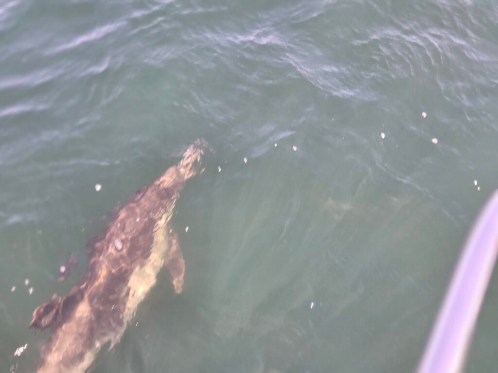 Dolphins -1