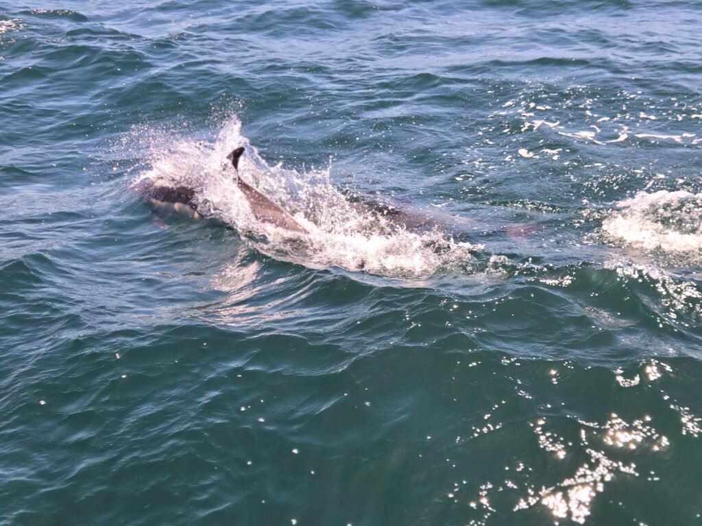 Dolphins 1