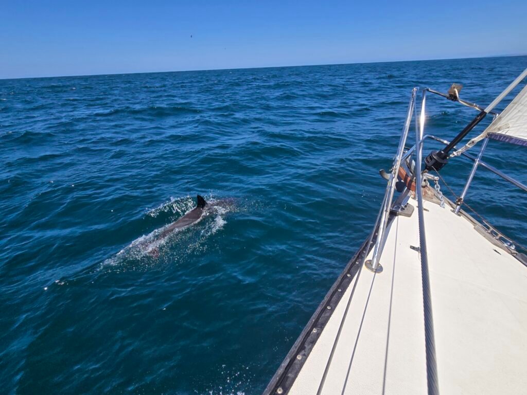 Dolphin 3