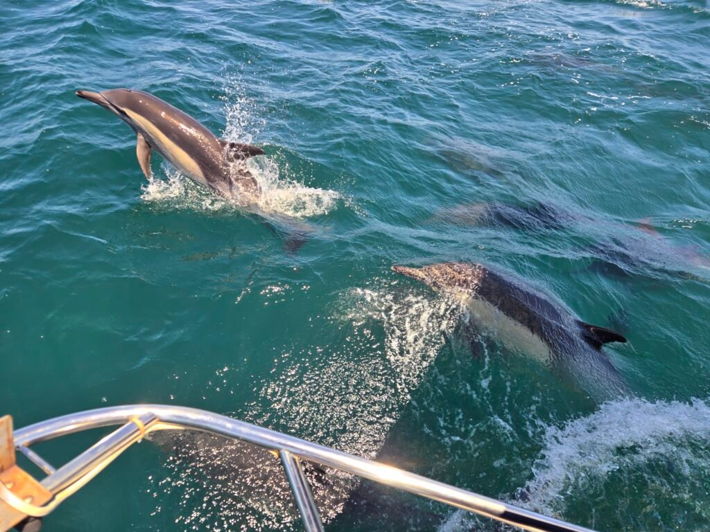 Dolphins Leaping