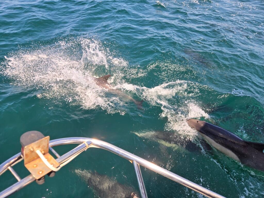 Dolphins 5