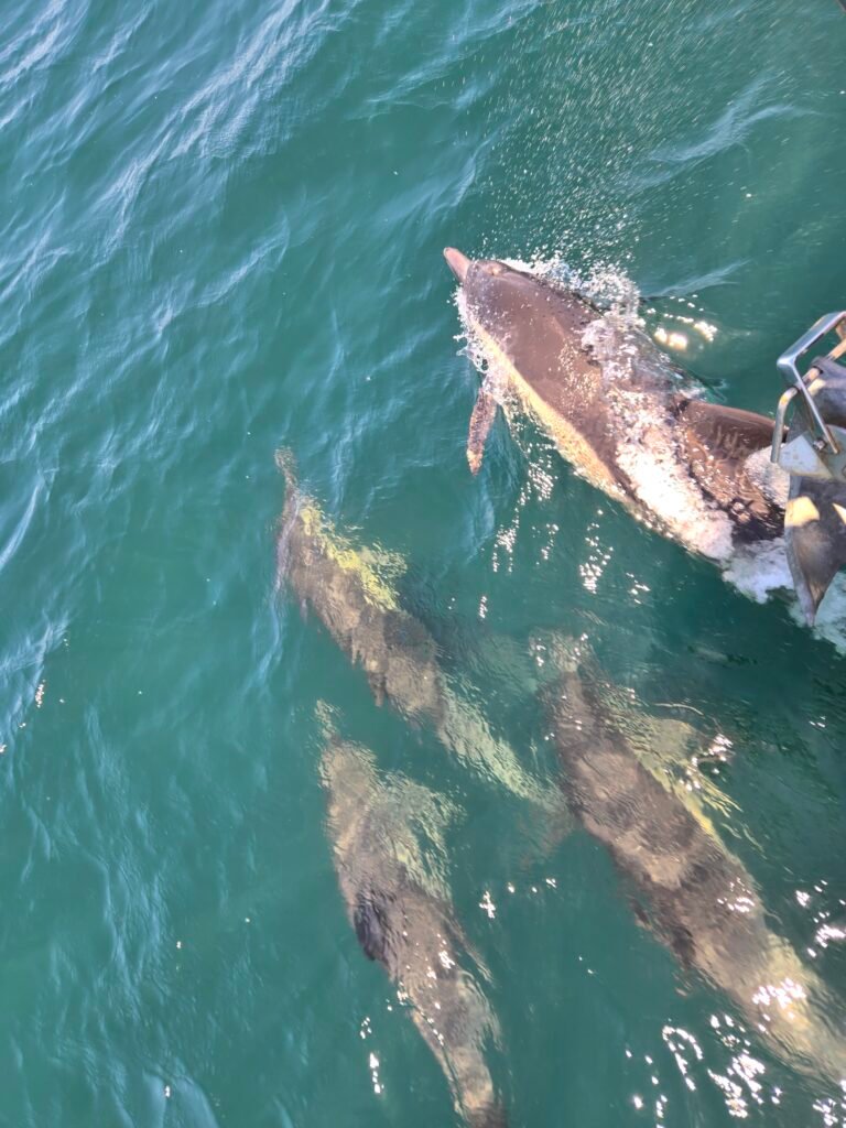 Dolphins 4