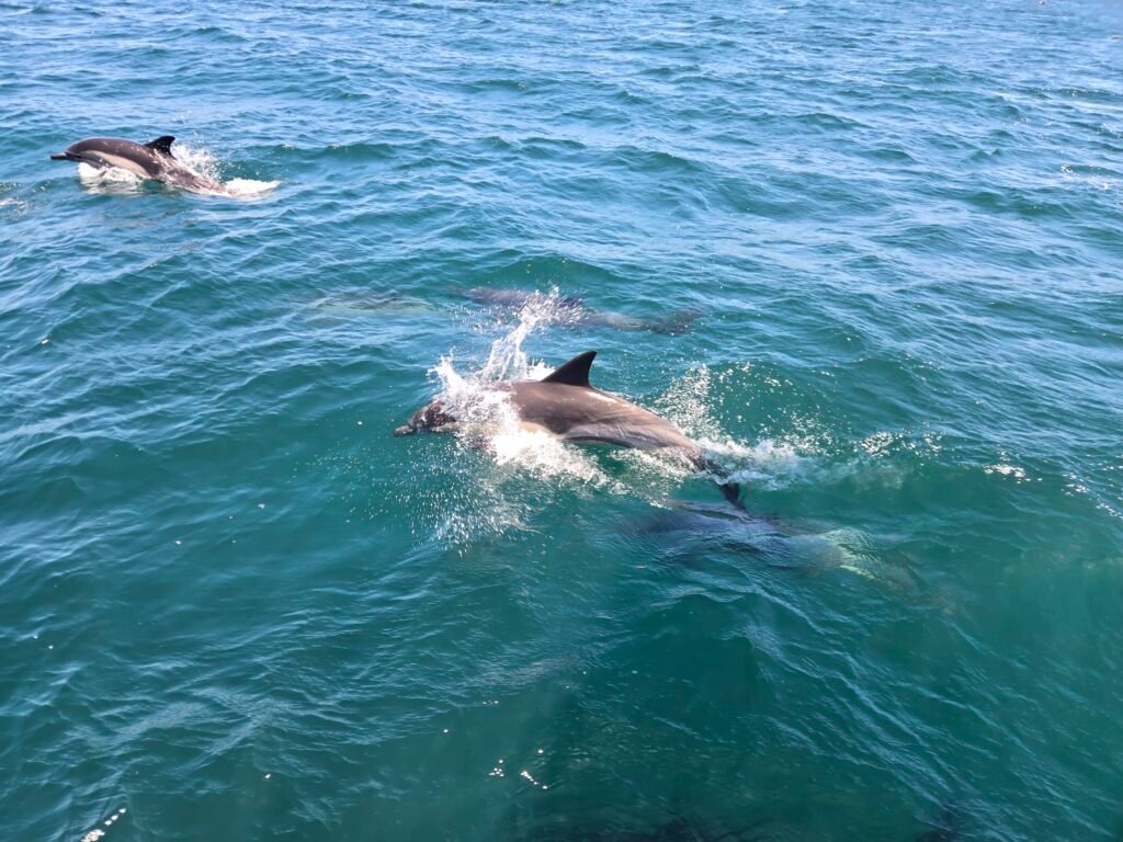 Dolphins 6