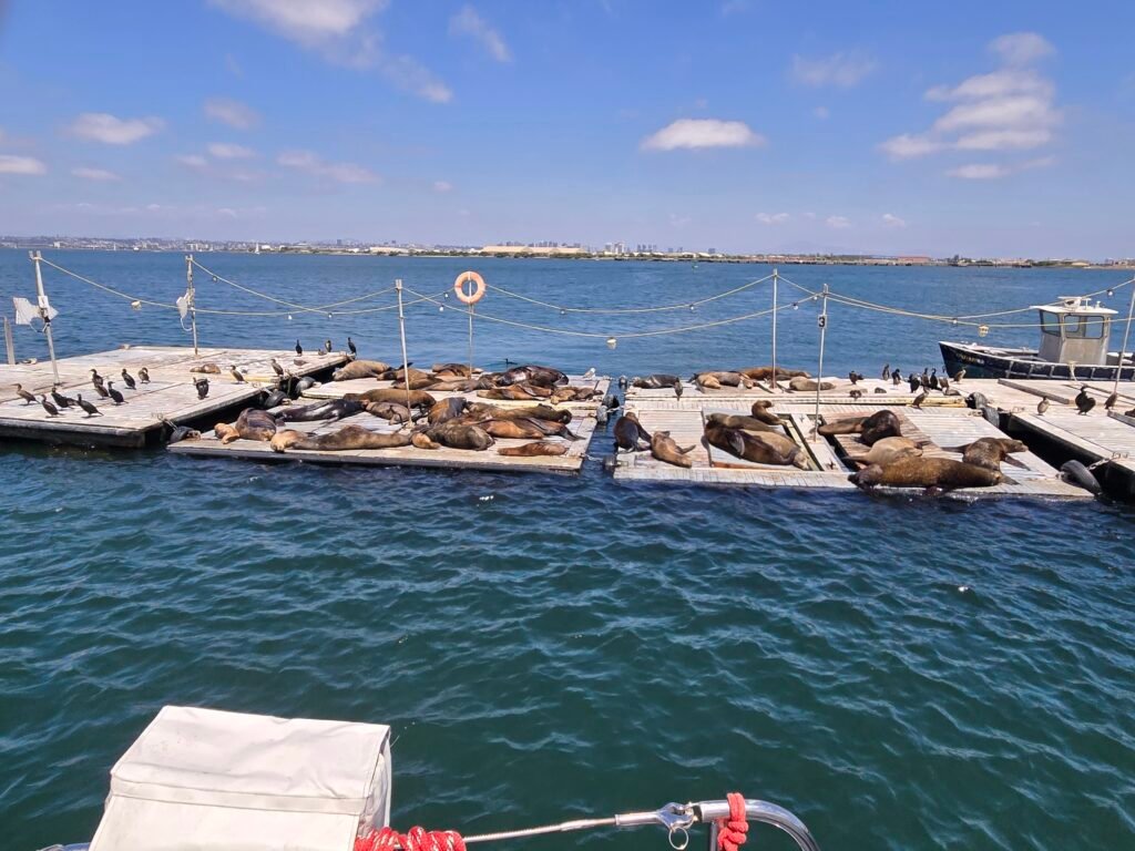 Seal on Barge